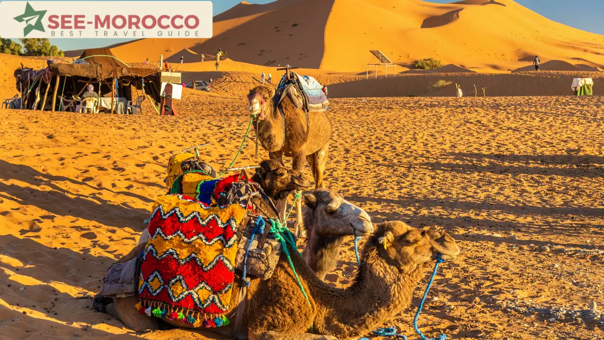Merzouga Erg Chebbi Sahara camels and desert camp Morocco
