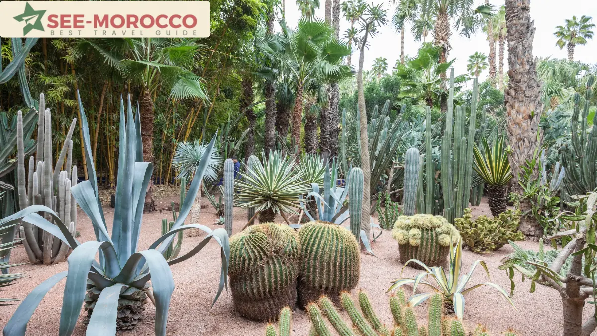 Cactus and succulent garden in the Jardin Majorelle Marrakech Morocco