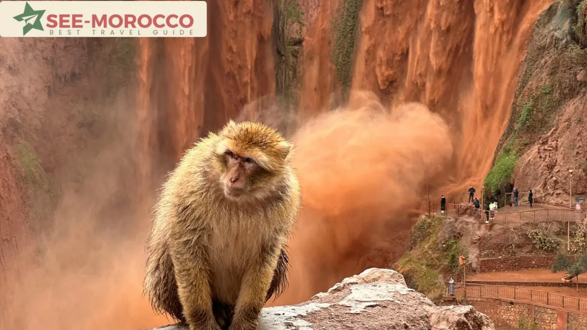 Ouzoud Waterfalls with Barbary macaques, Morocco