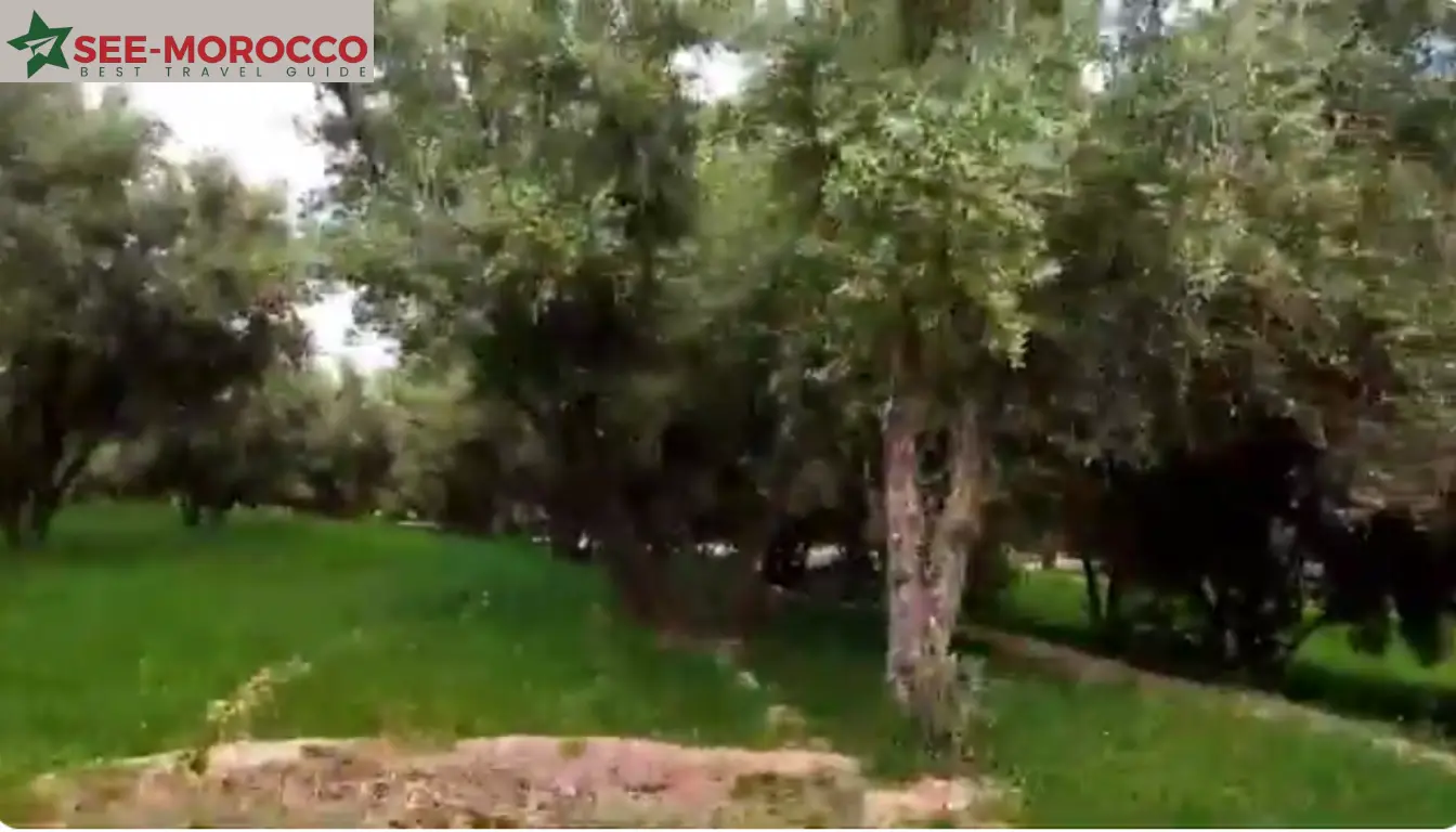 skoura oasis