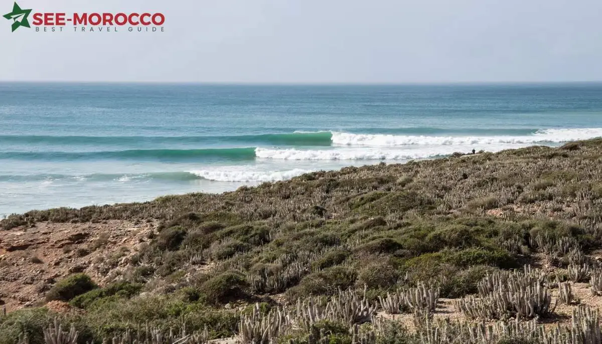 Surfing in Morocco — perfect breaking wave on Atlantic coast with cactus scrubland
