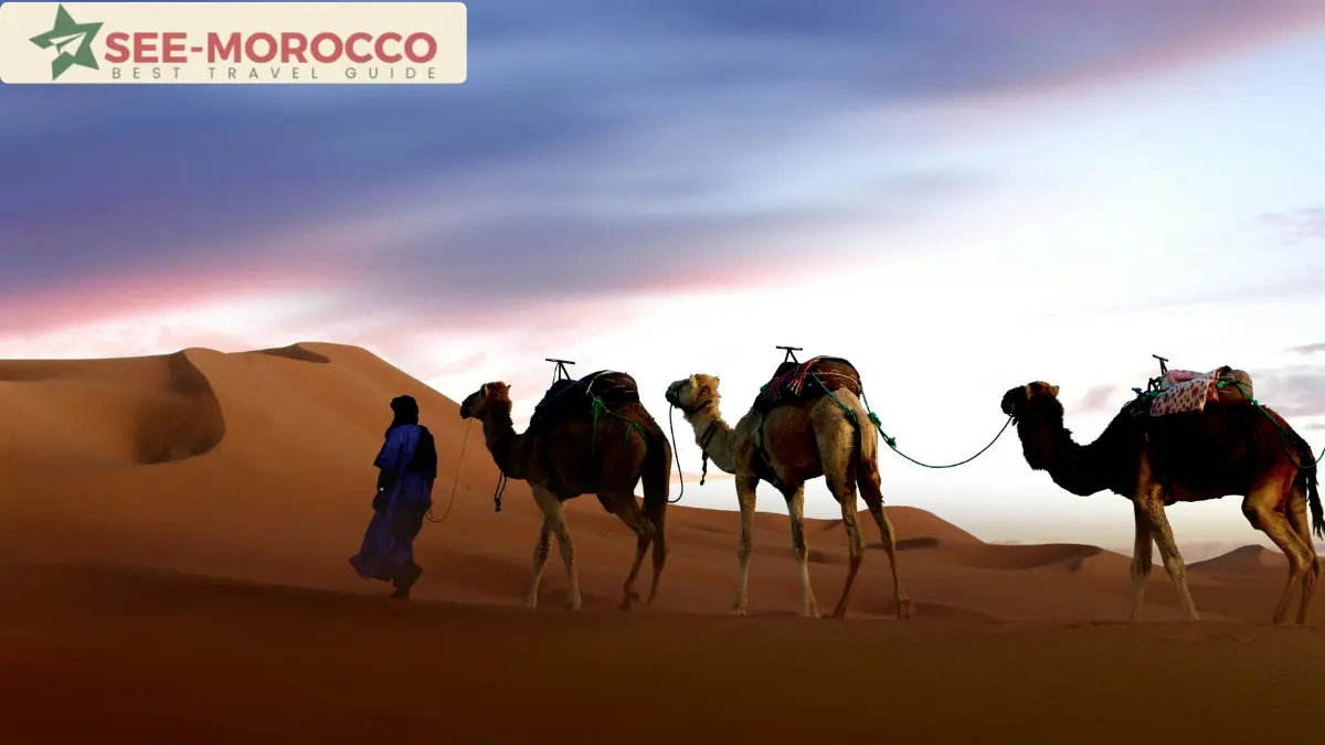 camel trek Erg Chebbi at sunset Merzouga Morocco