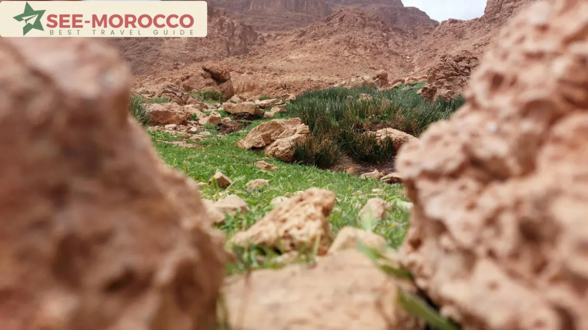 diverse Morocco landscape rocky valley with green grass Atlas region