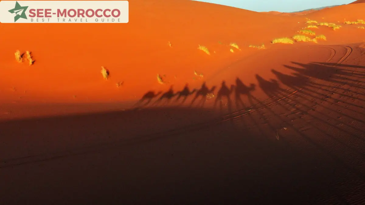 Sahara desert camel shadows on orange dunes Morocco