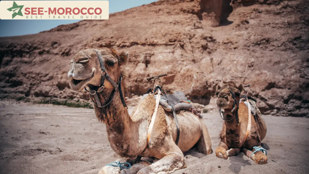 Camels resting on the rocky ground of the Agafay Desert Morocco