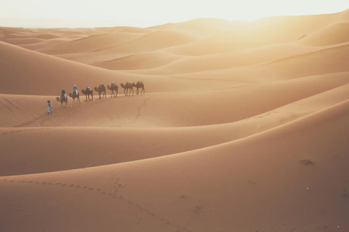 Morocco tours — camel caravan crossing Erg Chebbi Sahara desert at sunset