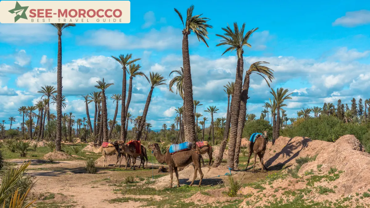camels in Palmeraie palm grove, Marrakech