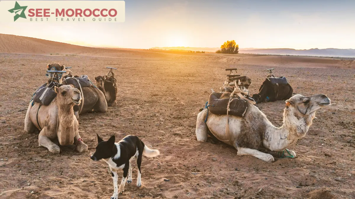 Zagora Morocco — camels resting in the desert at sunset near the Draa Valley
