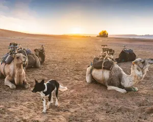 Zagora Morocco — camels resting in the desert at sunset near the Draa Valley
