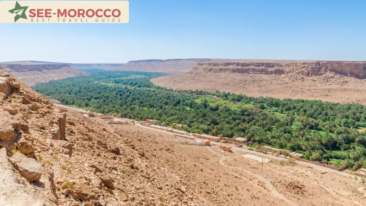 Aerial view of dense palm groves along the Ziz Valley oasis near Errachidia Morocco
